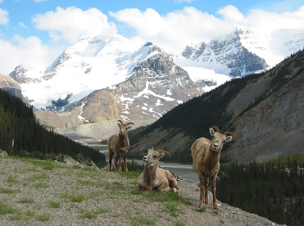 A la rencontre de la faune - ©Destination Canada A la rencontre de la faune - ©Destination Canada