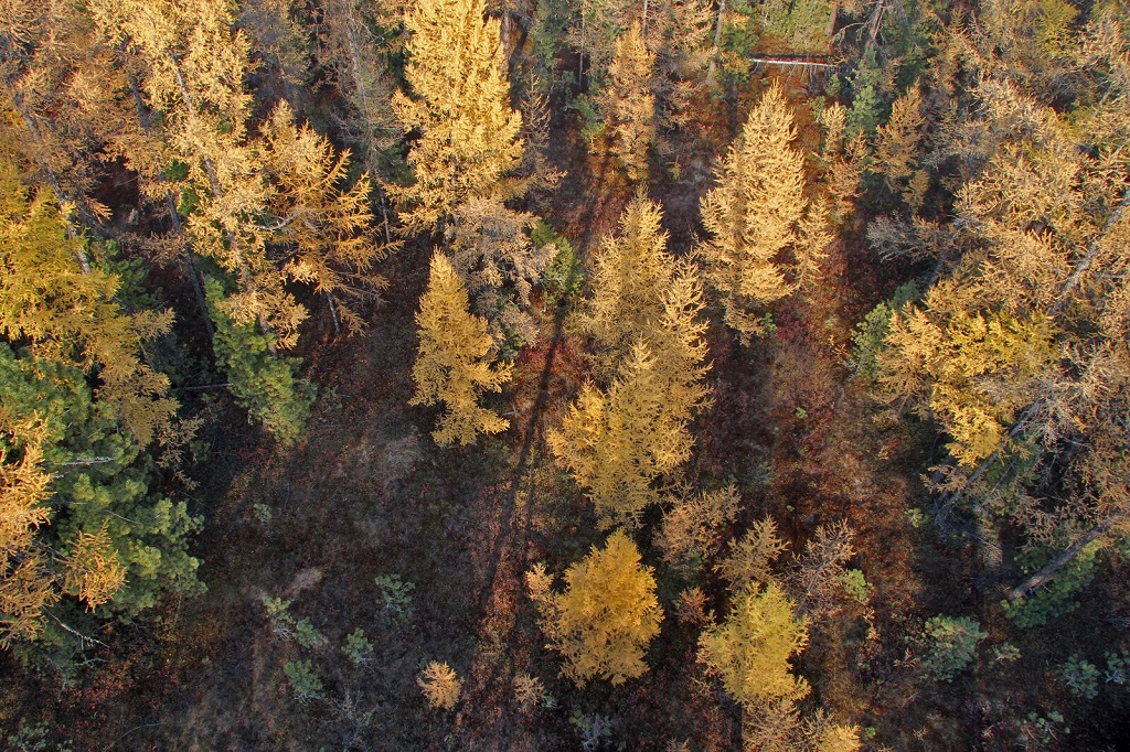 Ta&iuml;ga automnale : vue depuis la tour d&rsquo;observation du nord de la r&eacute;serve. - &copy;Sergey Shitikov