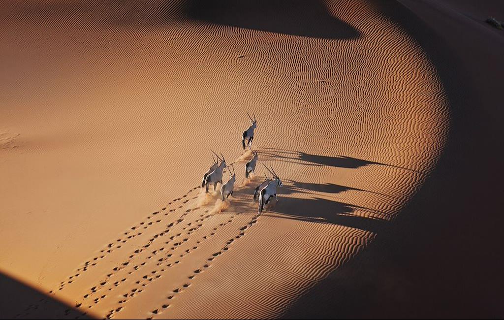 Safari en 2026 : Loin des clichés, l'aventure sauvage et responsable